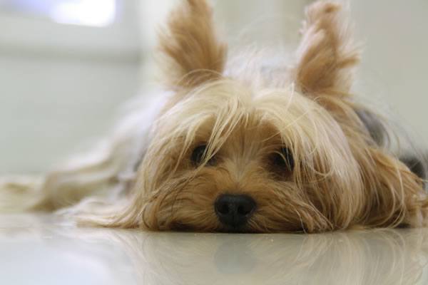 Hunderrasse Yorkshire Terrier