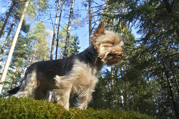 Hunderasse Yorkshire Terrier