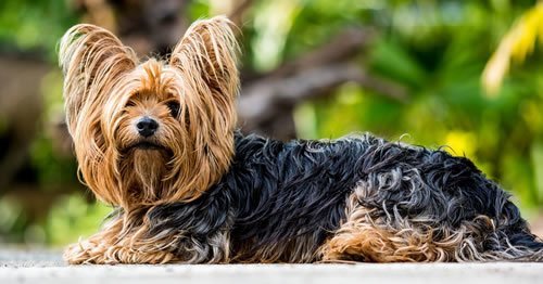 Hunderasse Yorkshire Terrier