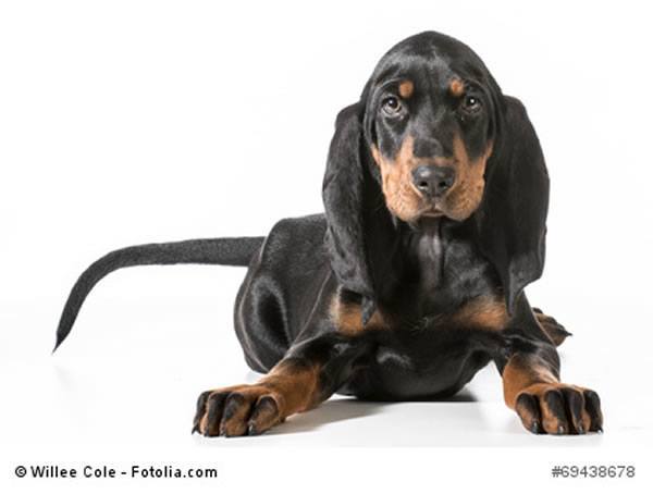 american Black and Tan Coonhound