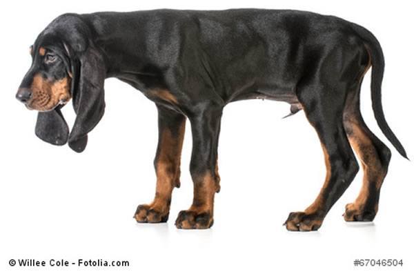 American black and tan coonhound