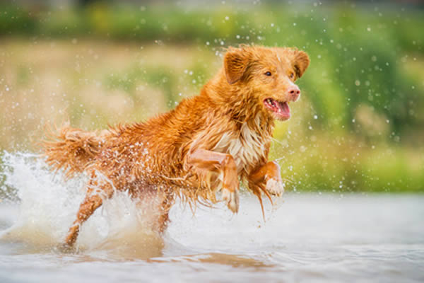 Nova Scotia Duck Tolling Retriever