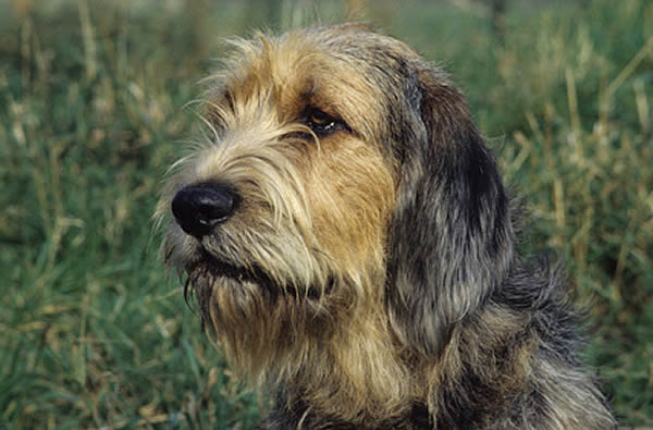 Otterhound