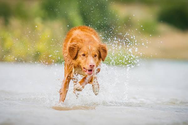 Nova Scotia Duck Tolling Retriever