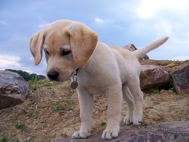 Kinematik Anzai i tilfælde af Ich wünsche mir einen Hund! - welpen.de