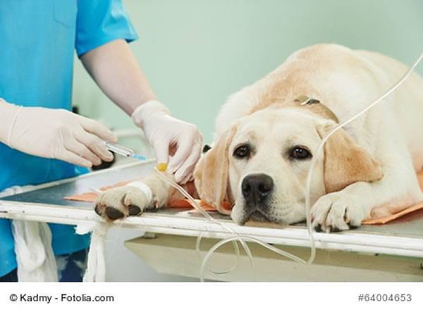 hundekrankenversicherung Hundekrankheiten