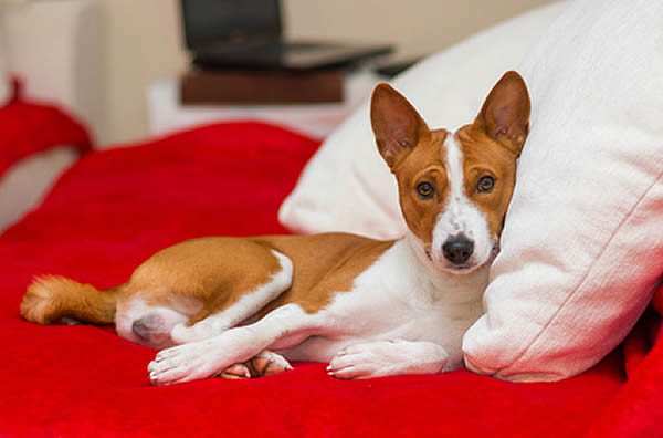 hunderasse basenji