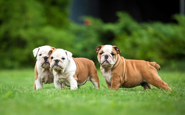 englische bulldogge