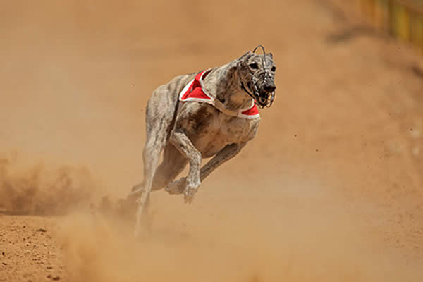 hunderasse greyhound