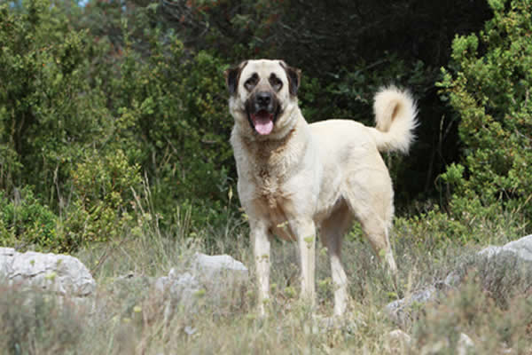 anatolischer hirtenhund