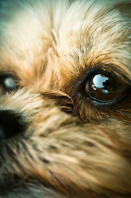 hundeaugen Retinale Dysplasie Hund