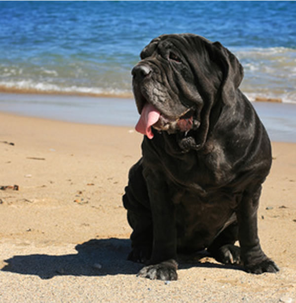 mastiff