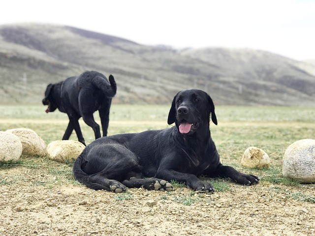 schwarze hunde