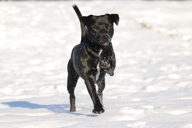 schwarzer terrier