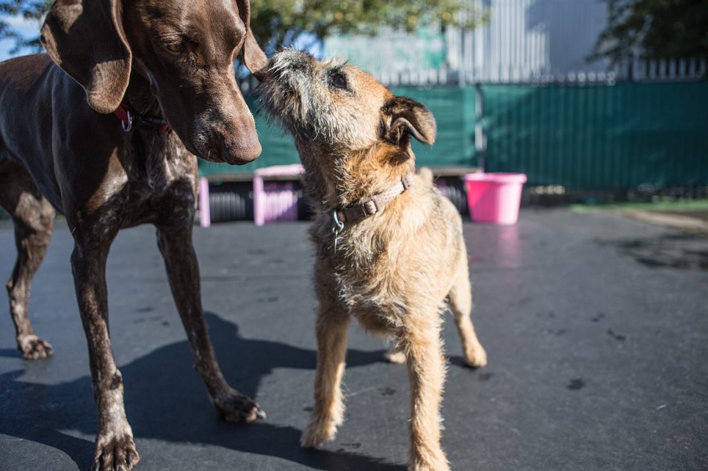 Border Terrier