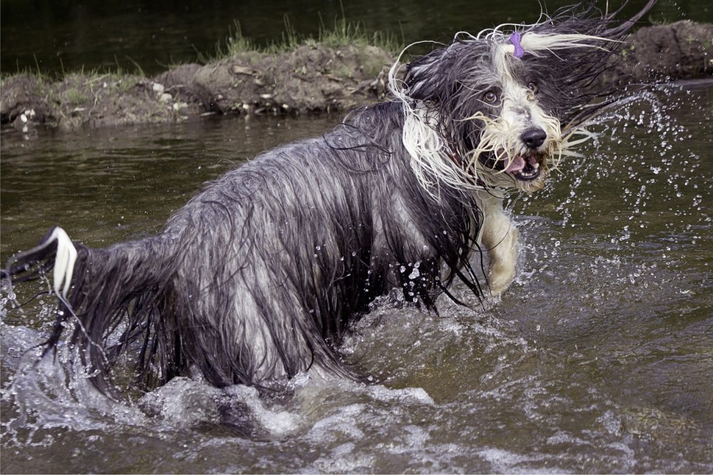 Bearded Collie