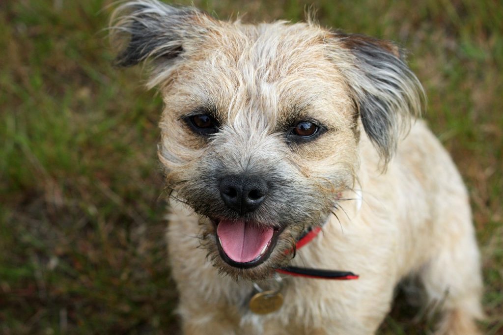 Border Terrier