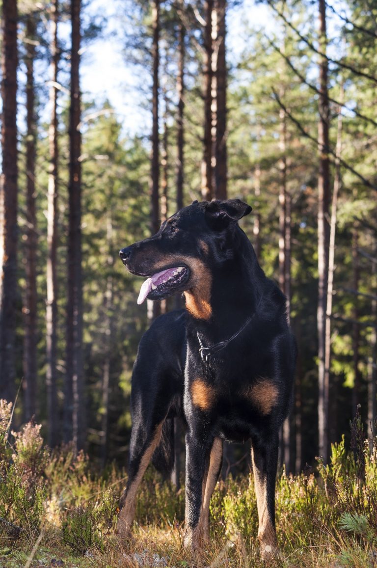 ᐅ Beauceron Wesen & Charakter, Bilder und Infos Hunderasse B