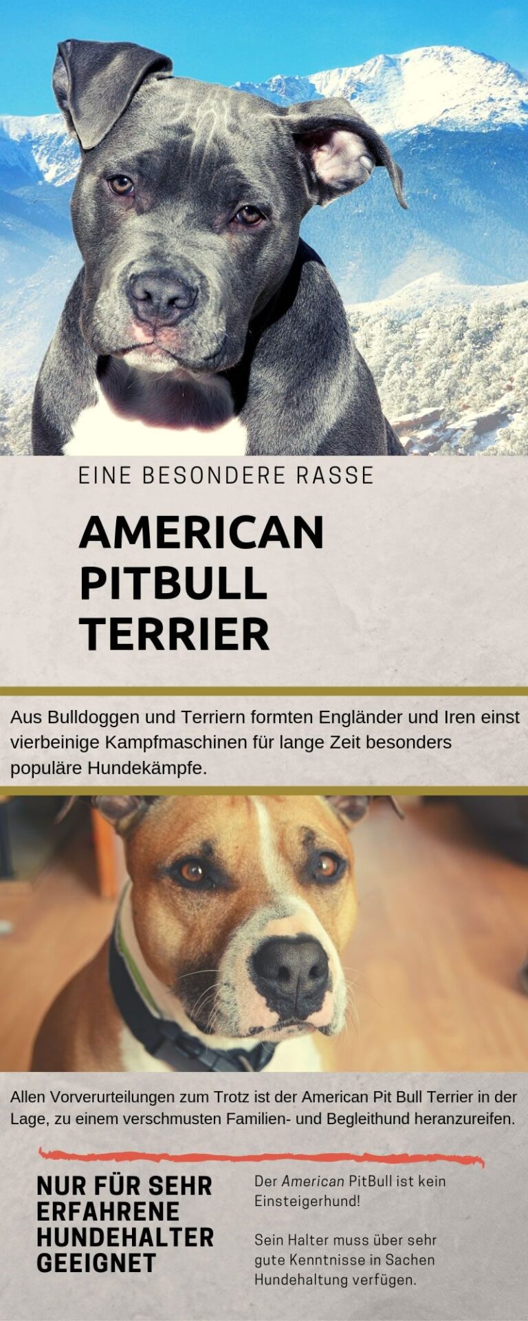 American Pitbull Terrier | Temperament, Wesen • welpen.de