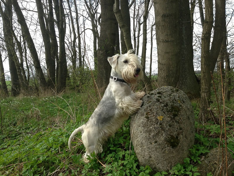 Cesky Terrier 