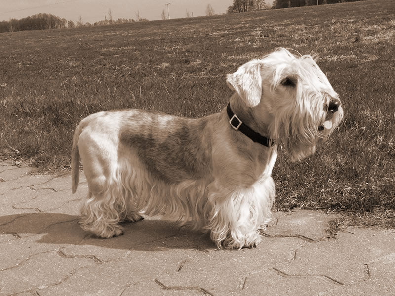 Cesky Terrier