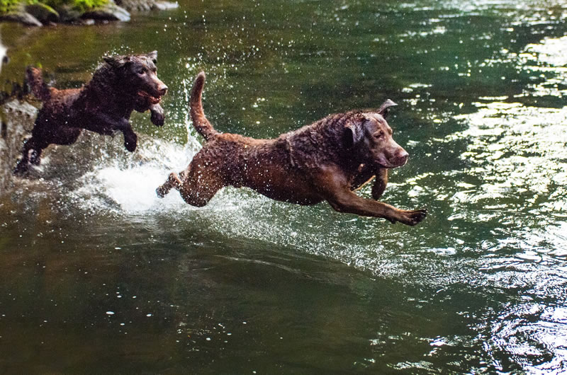 Chesapeake Bay Retriever