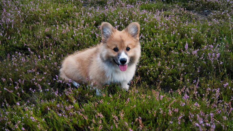 Welsh Corgi Pembroke