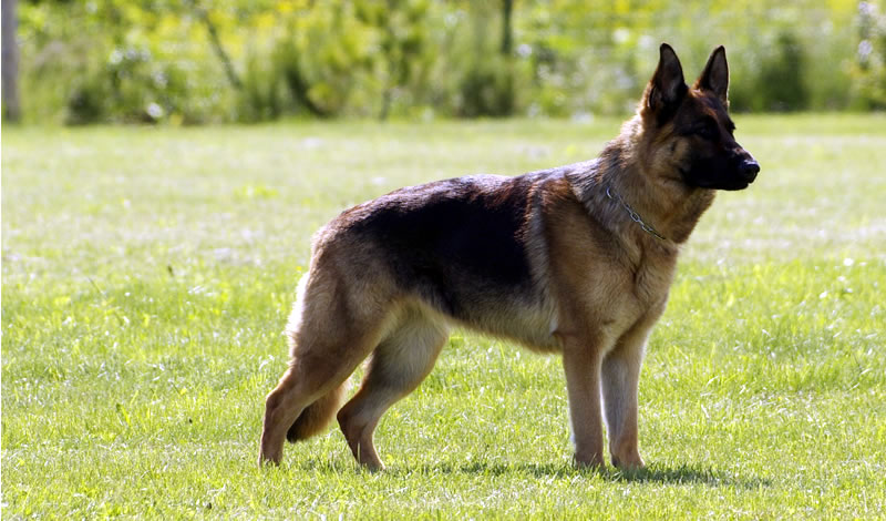 deutscher-schaeferhund