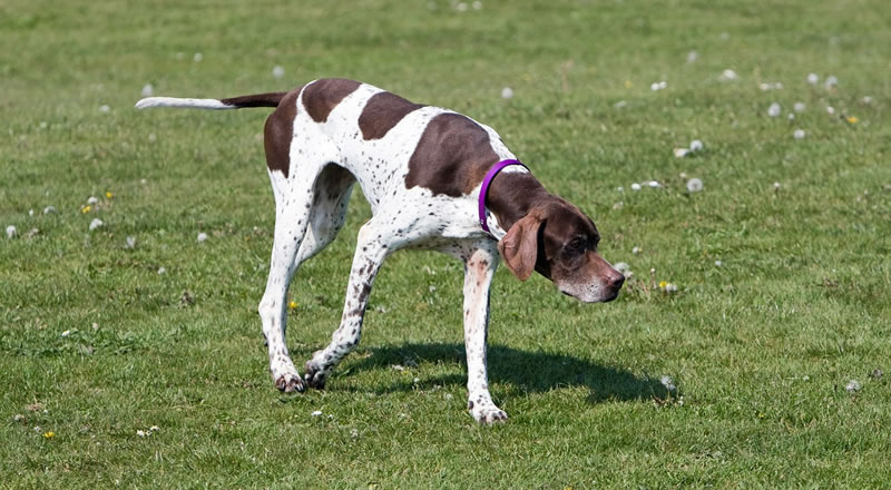 english pointer