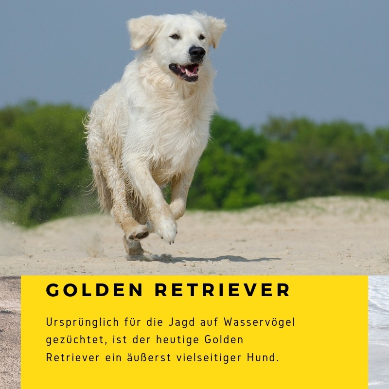 golden-retriever