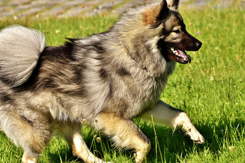 hunderasse eurasier