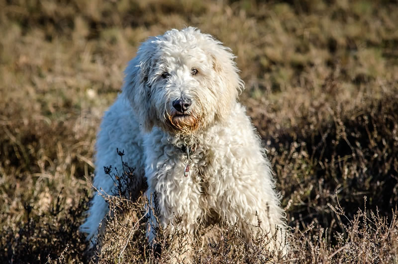 Hunderasse Goldendoodle