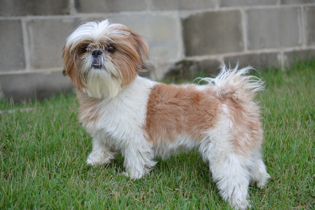 Shih Tzu 