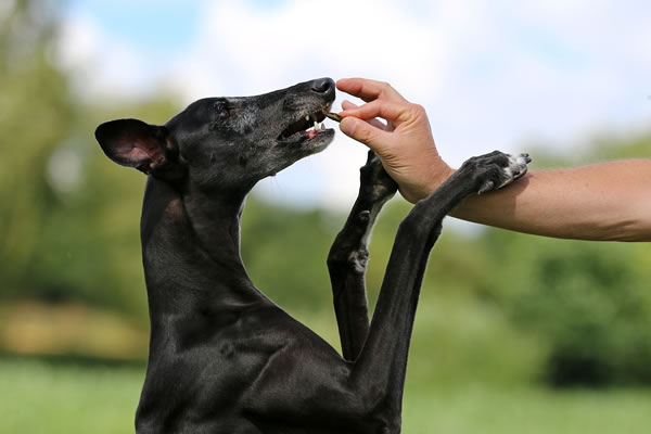 Galgo Español