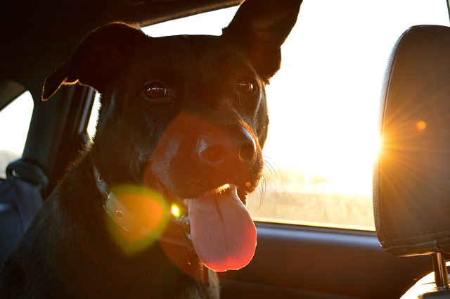 hund im auto bei hitze lebensgefährlich