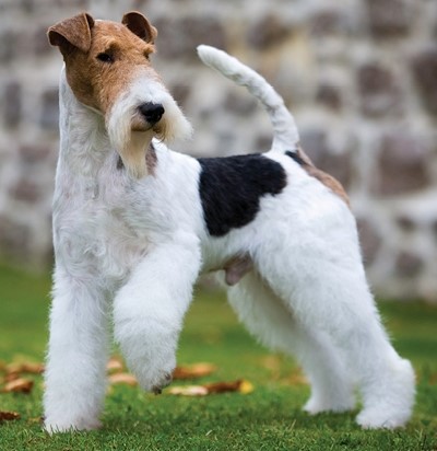 Drahthaar Foxterrier