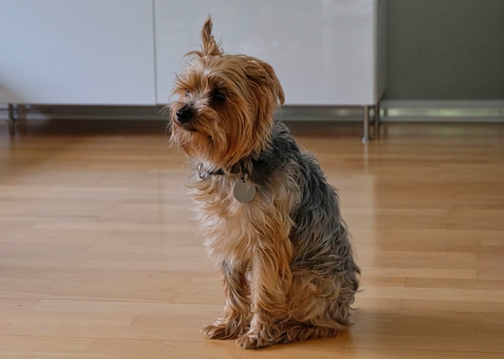 yorkshire-terrier