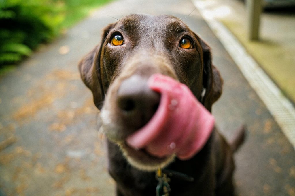Kaltgepresstes Hundefutter