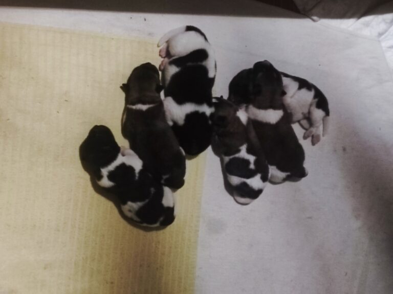 American Akita Welpen, geb. 13.02.2023
