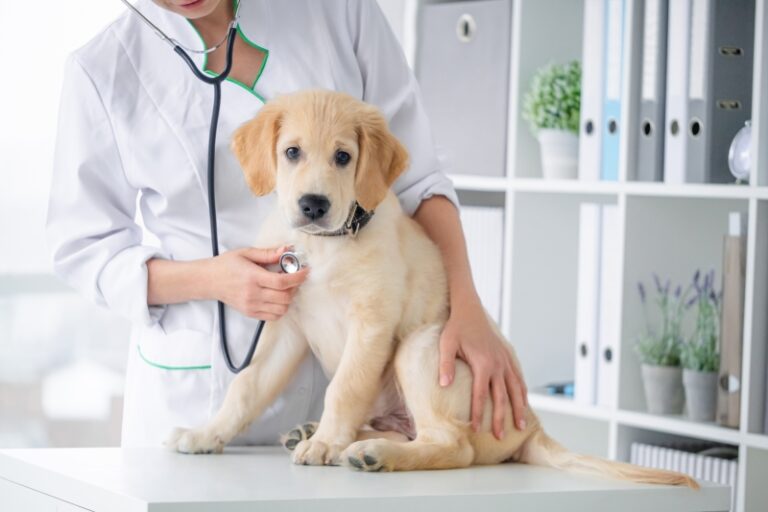 Hundegesundheit