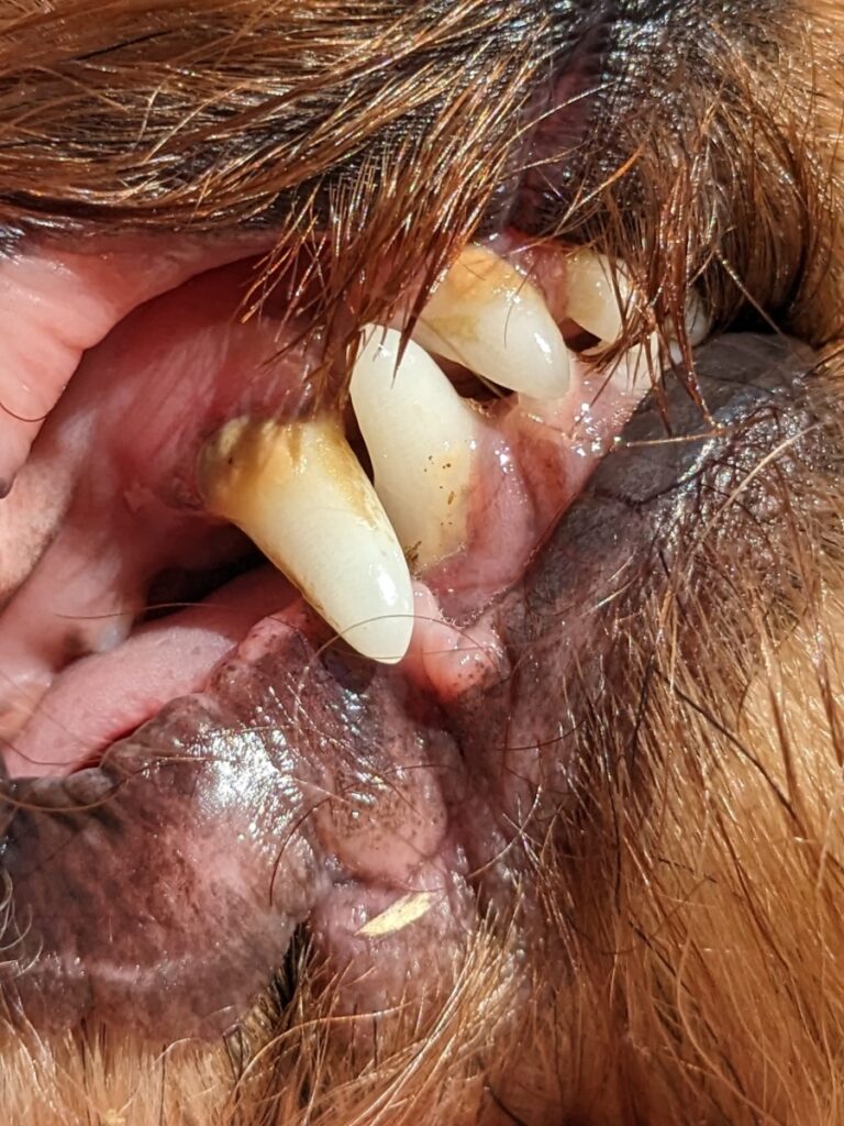 Zahnstein beim Hund vermeiden und entfernen