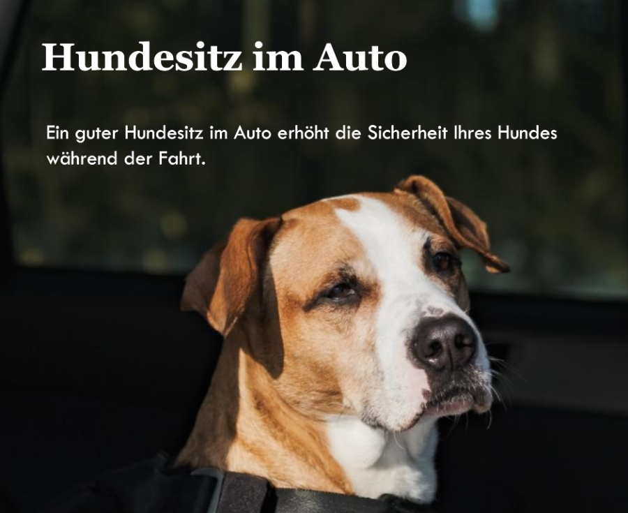 Hundesitz im Auto 