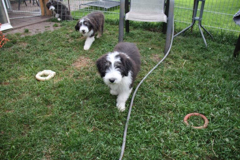Bearded Collies Nonchalance