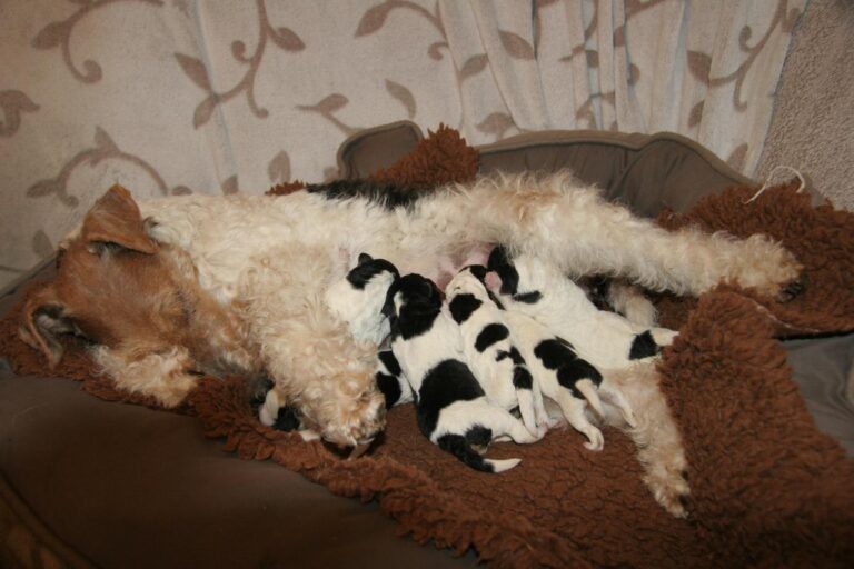 Drahthaar Foxterrier Welpen