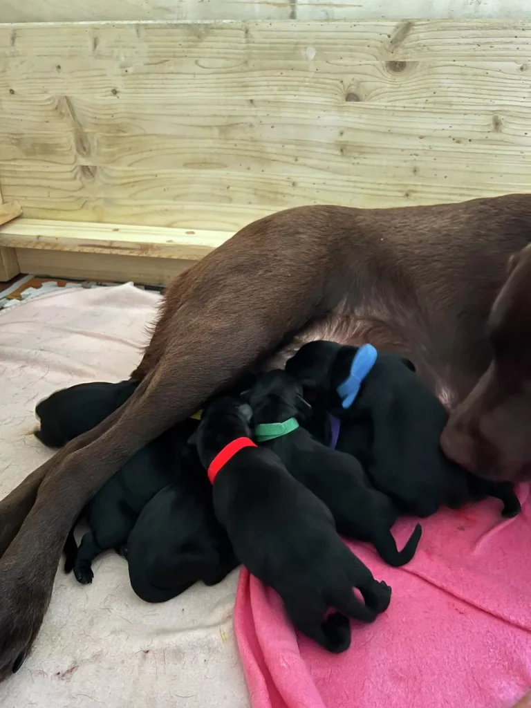 Labrador Welpen