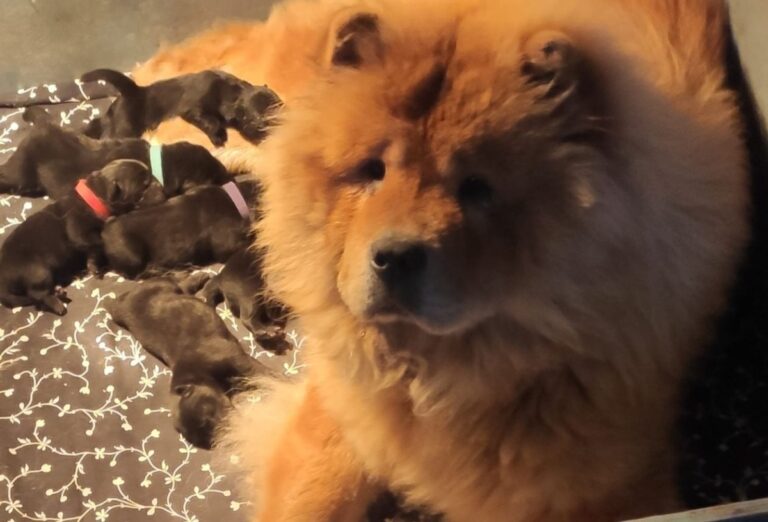 chow chow welpen