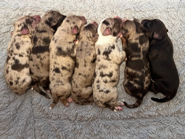 Miniature Australian Shepherds