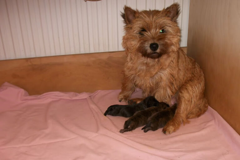 Cairn Terrier Welpen