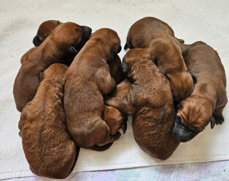 Wurfmeldung – Irish Setter „Irish Dubliners“