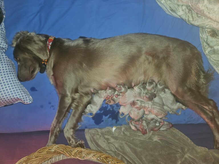 Langhaar Weimaraner Welpen